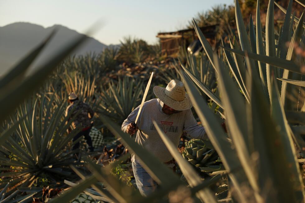 Un trabajador corta una piña de agave utilizada para producir mezcal en Nejapa de Madero,...