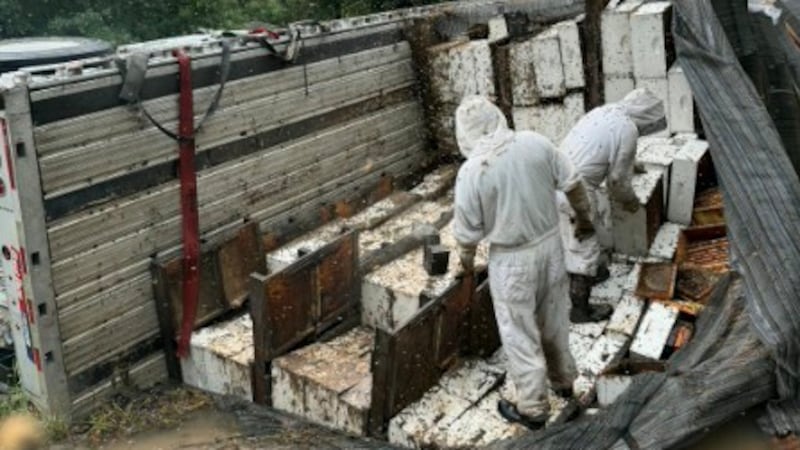 Trabajadores trasladan colmenas después de que un semirremolque que transportaba unas 400...