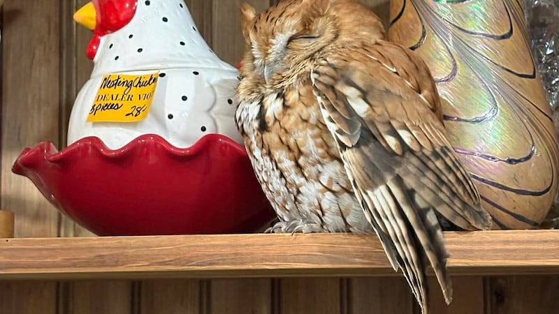 En esta imagen difundida por el Departamento de Conservación Ambiental del Estado de Nueva...