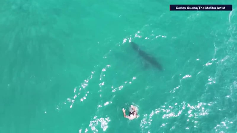 Dron de hispano capta a enorme tiburón blanco nadando en círculos y rodeando a un bañista en...